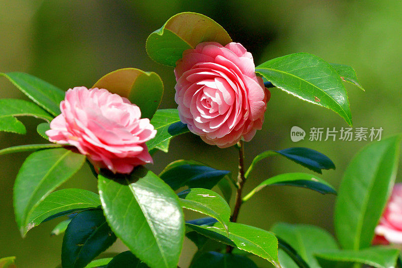 山茶花/日本山茶花花:红色，粉红色和白色